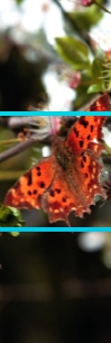 Butterfly_b34_Kopie18.jpg