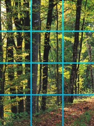 Wald-07.jpg